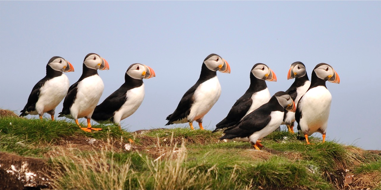 Image for newfoundland-where-adventure-meets-quirkiness-my-irresistible-urge-to-explore