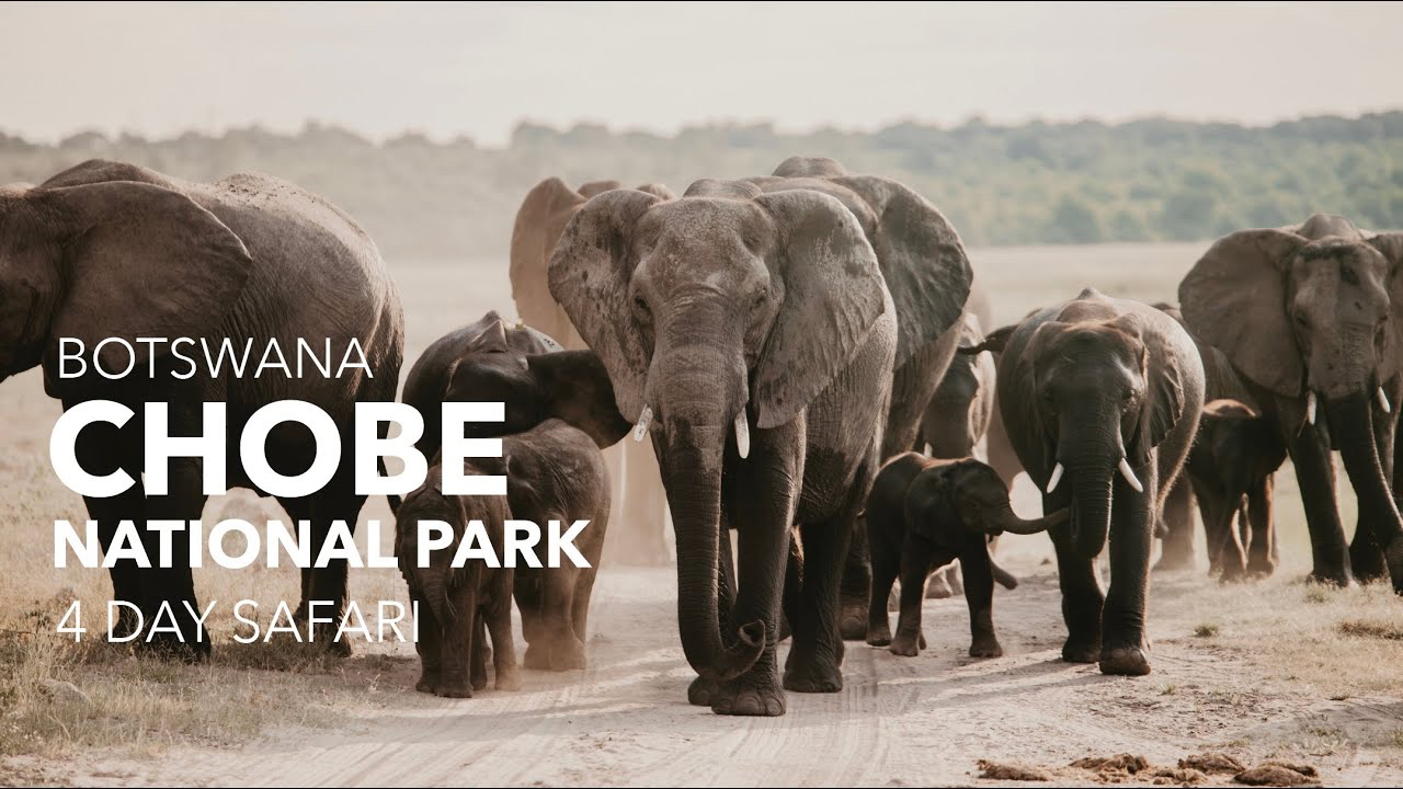 Image for exploring-the-majesty-of-chobe-national-park-a-journey-on-the-zambezi-queen-amongst-elephants